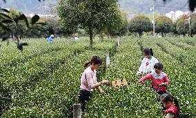 CHINA-SHAANXI-PINGLI-TEA INDUSTRY (CN)