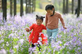 #CHINA-QINGMING-SPRING VIEW (CN)