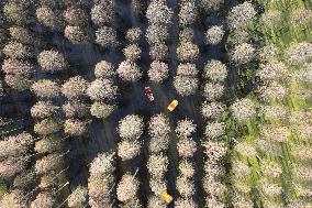 #CHINA-QINGMING-SPRING VIEW (CN)