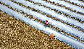 #CHINA-SPRING-QINGMING-FARMING (CN)