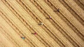 #CHINA-SPRING-QINGMING-FARMING (CN)