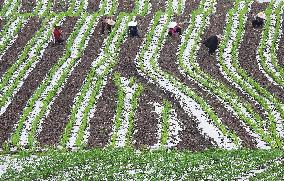 #CHINA-SPRING-QINGMING-FARMING (CN)