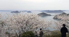 Cherry blossoms on Mt. Shiude