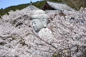 Cherry blossoms at temple in Nara