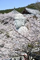 Cherry blossoms at temple in Nara