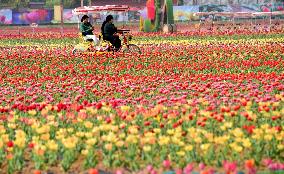 CHINA-HENAN-TULIPS-TOURISM (CN)