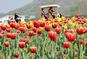 CHINA-HENAN-TULIPS-TOURISM (CN)