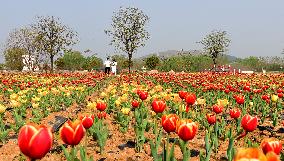 CHINA-HENAN-TULIPS-TOURISM (CN)