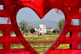 CHINA-HENAN-TULIPS-TOURISM (CN)