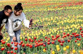 CHINA-HENAN-TULIPS-TOURISM (CN)