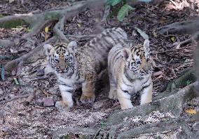 CHINA-GUANGDONG-GUANGZHOU-BENGAL TIGER-QUINTUPLETS-DEBUT (CN)