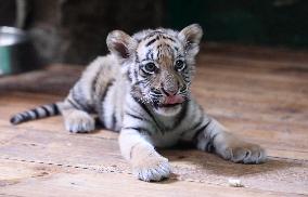 CHINA-GUANGDONG-GUANGZHOU-BENGAL TIGER-QUINTUPLETS-DEBUT (CN)