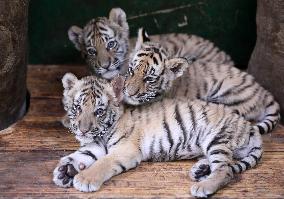 CHINA-GUANGDONG-GUANGZHOU-BENGAL TIGER-QUINTUPLETS-DEBUT (CN)