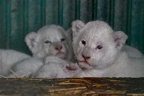 NORTH MACEDONIA-SKOPJE-ZOO-CUBS