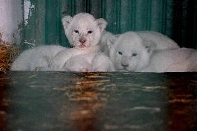 NORTH MACEDONIA-SKOPJE-ZOO-CUBS