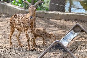 NORTH MACEDONIA-SKOPJE-ZOO-CUBS