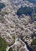 Cherry blossoms in Yoshino, western Japan