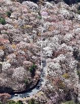 Cherry blossoms in Yoshino, western Japan