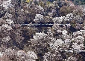 Cherry blossoms in Yoshino, western Japan