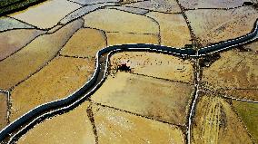 CHINA-GUANGXI-DAHUA-PADDY FIELD (CN)