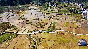 CHINA-GUANGXI-DAHUA-PADDY FIELD (CN)