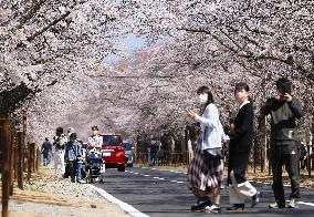 Cherry blossoms near disaster-hit Fukushima nuclear plant