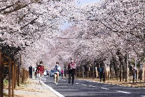 Cherry blossoms near disaster-hit Fukushima nuclear plant