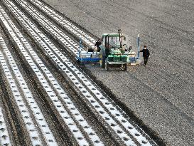 CHINA-XINJIANG-COTTON-FARMING (CN)