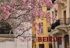 LEBANON-BEIRUT-FLOWERS-BLOSSOM