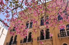 LEBANON-BEIRUT-FLOWERS-BLOSSOM