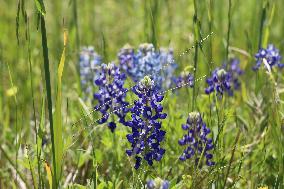 U.S.-TEXAS-HOUSTON-BLUEBONNET