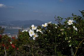 CHINA-FUJIAN-FUZHOU-WUHU MOUNTAIN-FOREST PARK (CN)