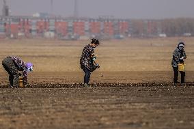 CHINA-LIAONING-SPRING FARMING (CN)