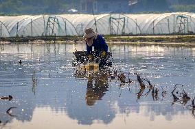 #CHINA-SPRING FARMING (CN)