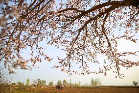 #CHINA-SPRING FARMING (CN)