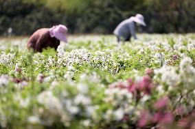 #CHINA-SPRING FARMING (CN)