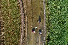 #CHINA-SPRING FARMING (CN)