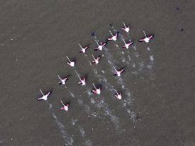 TURKEY-ANKARA-MOGAN LAKE-FLAMINGOS
