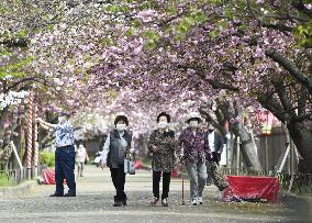 Cherry Blossoms at Japan Mint head office in Osaka
