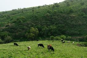 UZBEKISTAN-TASHKENT-SPRING VIEW