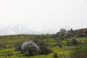 UZBEKISTAN-TASHKENT-SPRING VIEW