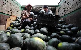 KASHMIR-JAMMU-WATER MELON