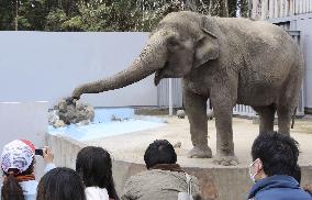 Elephant in Japan