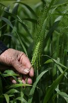 PALESTINE-JENIN-WHEAT PRODUCTION