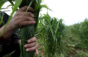 PALESTINE-JENIN-WHEAT PRODUCTION