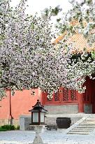 CHINA-BEIJING-PALACE MUSEUM-FLOWERS (CN)