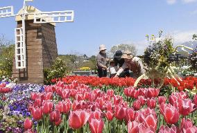 Tulips at western Japan flower park