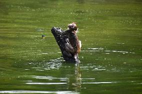 INDIA-UTTAR PRADESH-PRAYAGRAJ-MONKEYS-BATH