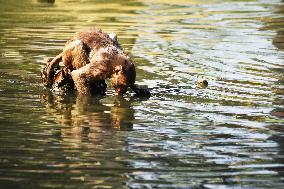 INDIA-UTTAR PRADESH-PRAYAGRAJ-MONKEYS-BATH