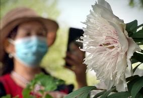 CHINA-HENAN-LUOYANG-PEONY (CN)